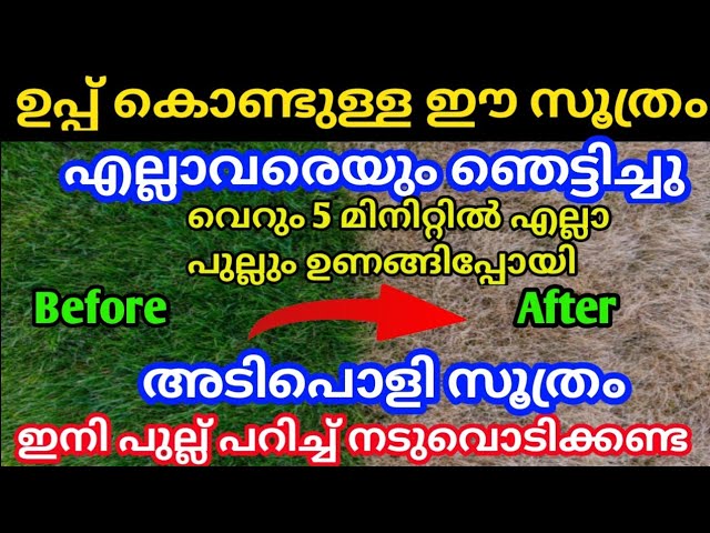 നടുവൊടിക്കണ്ട , പുല്ല് പറിച്ച് ഉപ്പ് ഉണ്ടോ വീട്ടിൽ