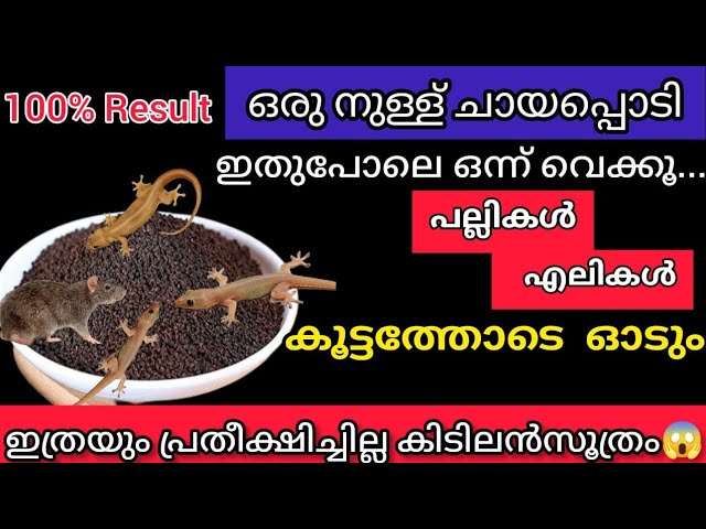 ഒരു സ്പൂൺ തേയില പൊടി മതി, കൂട്ടംകൂട്ടമായി ചത്തു വീഴും പല്ലികൾ എലികൾ