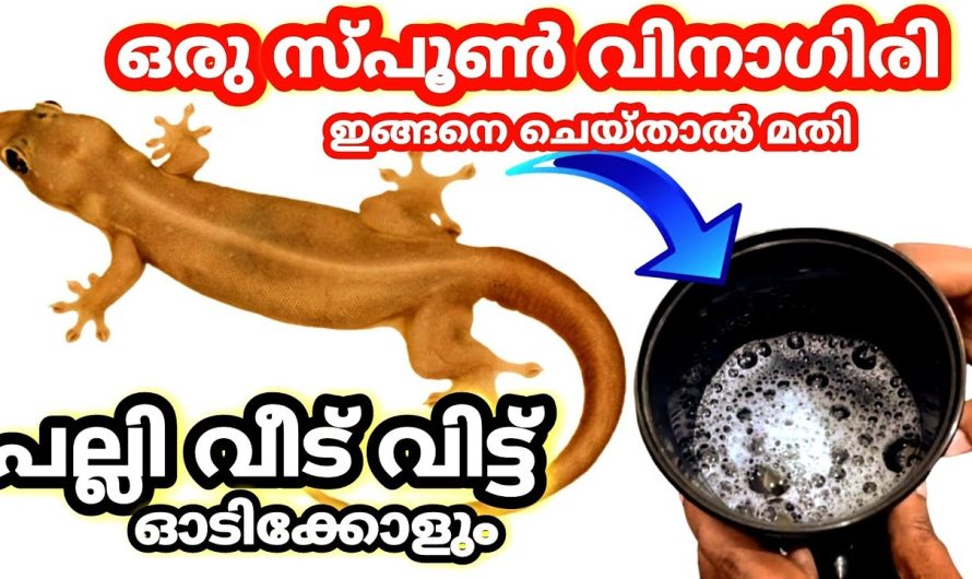 ഇങ്ങനെ ചെയ്യു പല്ലി വീട് വിട്ട് പൊക്കോളും, ഒരു സ്പൂൺ വിനാഗിരി