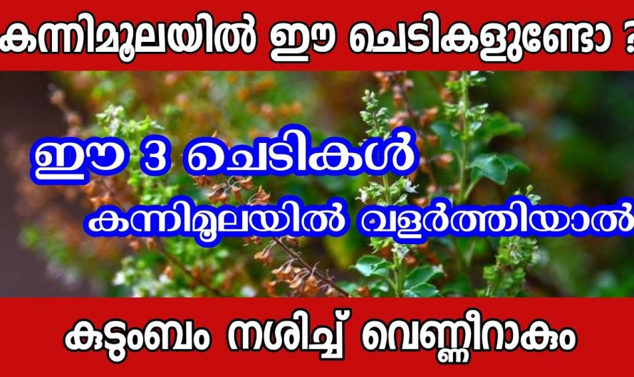 ശ്രദ്ധിക്കേണ്ട കാര്യങ്ങൾ, കന്നിമൂലയിൽ ചെടികൾ നടുമ്പോൾ