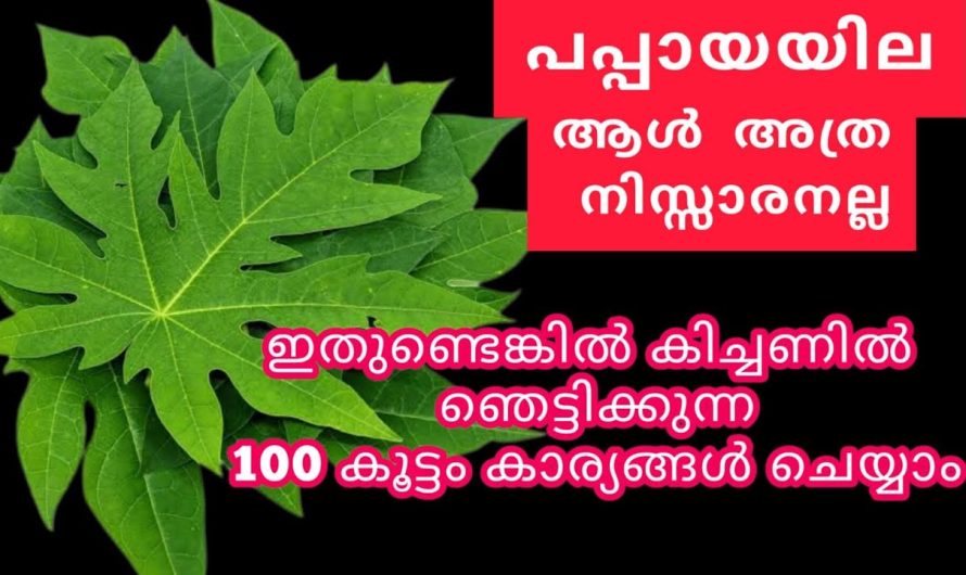 വീട്ടമ്മമാർ ഇത് അറിയാതെ പോവല്ലേ, പപ്പായ ഇല 100% അത്ഭുതപ്പെടുത്തും