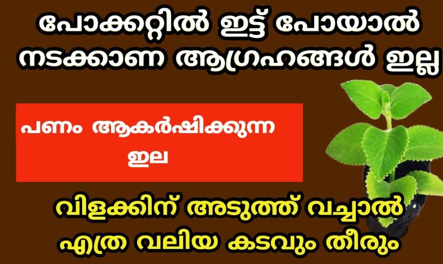 എത്ര വലിയ കടവും തീരും, ഈ ഒറ്റ ഇല മതി