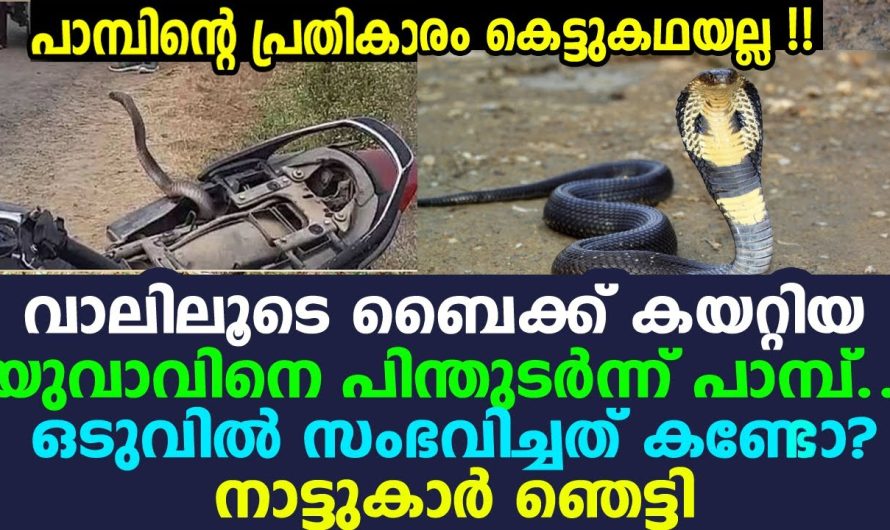 രണ്ടുകിലോമീറ്റര്‍ നോവിച്ചവനെ തേടി ഇഴഞ്ഞ പാമ്പ് ഞെട്ടിക്കുന്ന അനുഭവവുമായി യുവാവ്