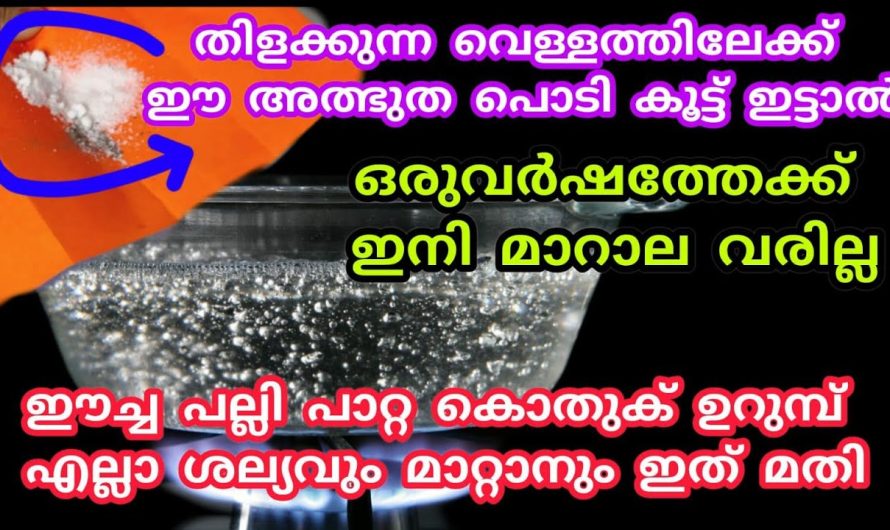 ഇനി ഒരു വർഷത്തേക്ക് വീട്ടിൽ മാറാല വരില്ല ഈച്ച പല്ലി പാറ്റ ശല്യം മാറ്റാം, ഈ പൊടി ഉണ്ടെങ്കിൽ