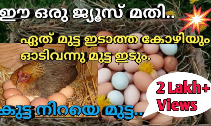 ഒരു കോഴി ദിവസം 2 മുട്ട ഇട്ടാലും അതിശയിക്കാൻ ഇല്ല, നാടൻ കോഴി വളർത്തൽ