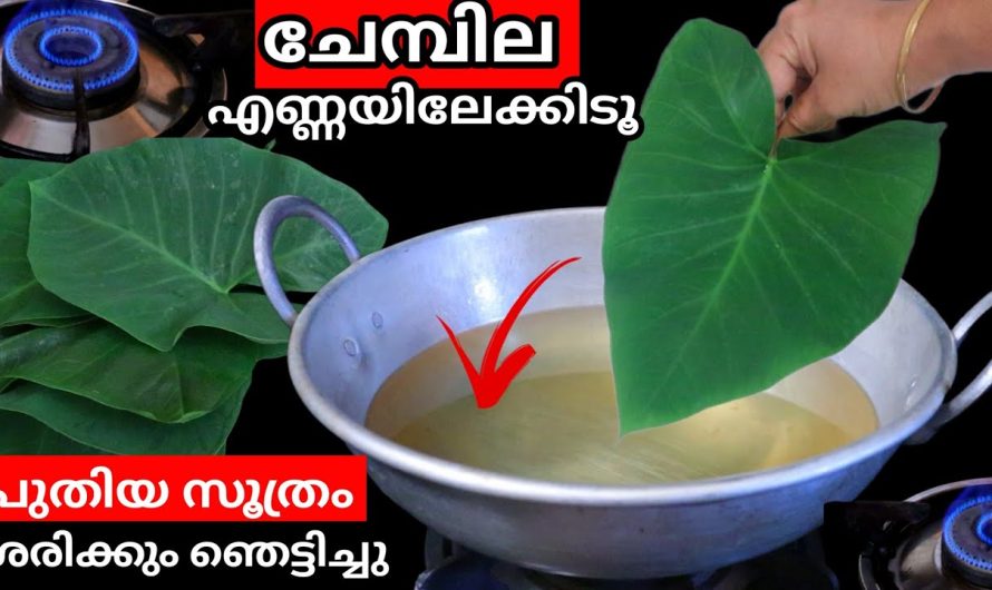 ഈ ചേമ്പില സൂത്രം,ശരിക്കും ഞെട്ടിച്ചു സ്വപ്നത്തിലും ചിന്തിക്കില്ല