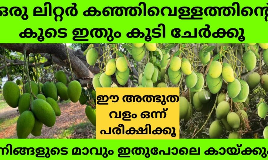 പ്ലാവും പൂക്കാനും കായ്ക്കാനും ഈ ഒറ്റ വളം മതി മാവും