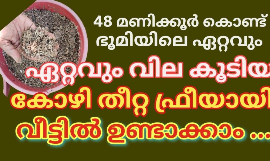 ഈ തീറ്റ കൊടുത്താൽ മതി, എല്ലാ ദിവസവും കോഴികൾ മുട്ട ഇടണോ ?