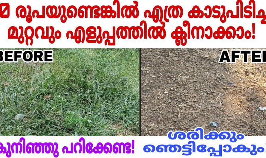 എത്ര കാടുപിടിച്ച മുറ്റവും വെറും പത്തുരൂപ ഉണ്ടെങ്കിൽ എളുപ്പത്തിൽ ക്ലീനാക്കാം