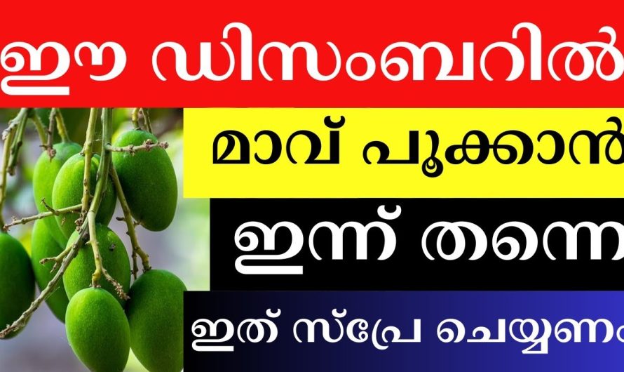 മാവ് ഈ ഡിസംബറിൽ കായ്ക്കാൻ