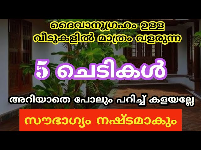 വീടുകളിൽ ദൈവാനുഗ്രഹം ഉള്ള മാത്രം വളരുന്ന ചെടികൾ