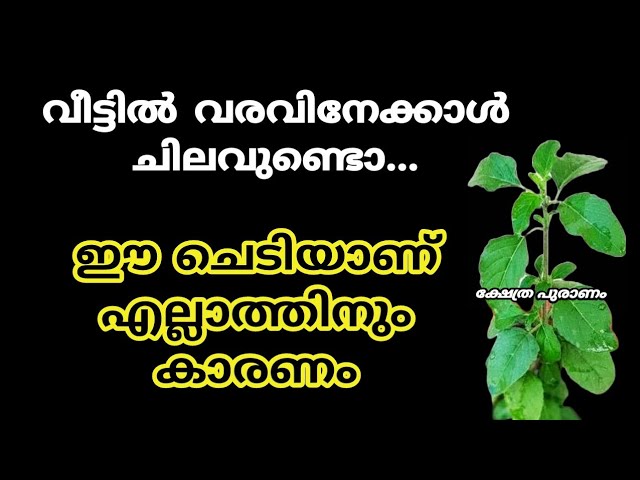 ഈ ചെടിയാണ് കാരണം, വീട്ടിൽ കൈയ്യിൽ പണം നിൽക്കുന്നില്ല