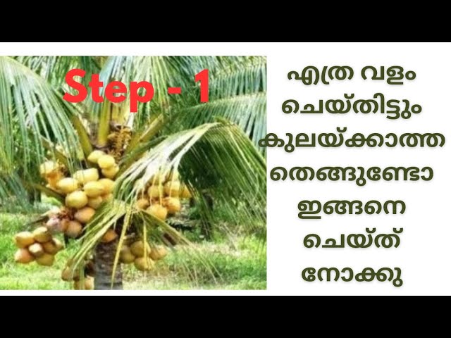 കായ്ഫലം ലഭിക്കാത്ത തെങ്ങുണ്ടോ വർക്ഷങ്ങളായി ഇത് പോലെ ഒന്ന് ചെയ്ത് നോക്കൂ