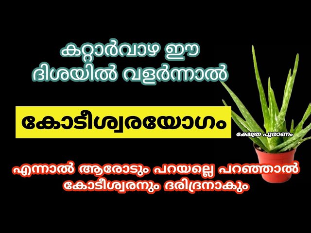 ഈ 6 തെറ്റ് ചെയ്യല്ലെ ഭാഗ്യം നഷ്ടമാകും വീട്ടിൽ കറ്റാർവാഴയുള്ള