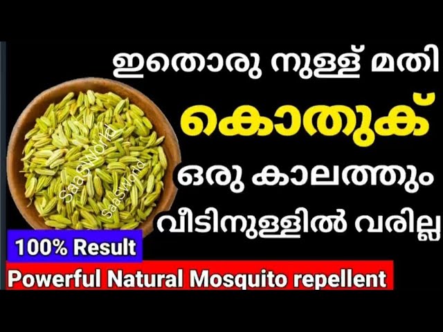 വീടിന്റെ പരിസരത്ത് പോലും വരില്ല, ഇത് ഒരു നുള്ള് മതി കൊതുക്