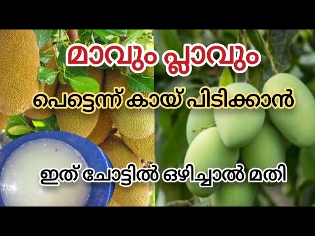 ഈ ഒരു വളം മതി ഏത് പൂക്കാത്ത മാവും പ്ലാവും പൂക്കാൻ