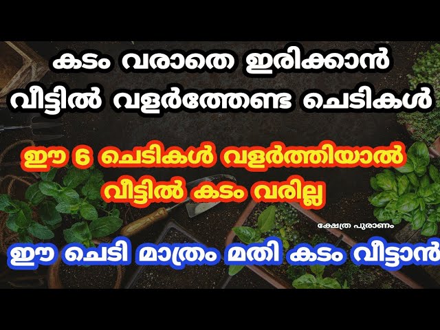 വീട്ടിൽ വളർത്തേണ്ട ചെടികൾ കടം വീട്ടാൻ