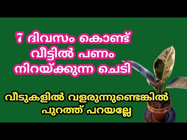 വീട്ടിൽ പണം നിറയ്ക്കുന്ന ചെടി 7 ദിവസം കൊണ്ട്