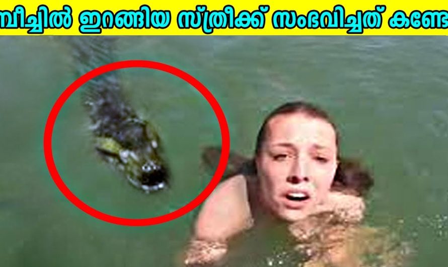 ലോകത്തിലെ തന്നെ ഏറ്റവും അപകടകാരികളായ 10 കടൽത്തീരങ്ങളെ കുറിച്ച് മനസ്സിലാക്കാം..