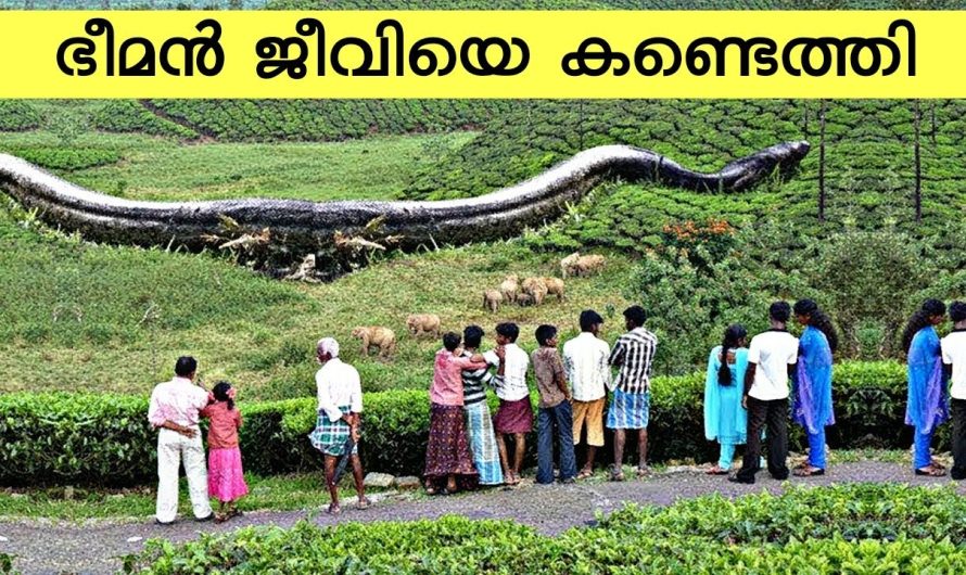 ലോകത്തിലെ തന്നെ ഭീമാകാരന്മാരായ ജീവികളെ കുറിച്ച് പരിചയപ്പെടാം..