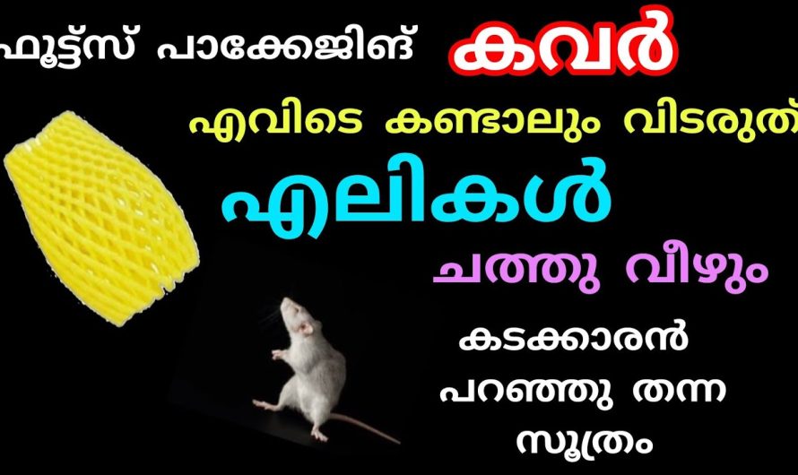 വീട്ടിലുള്ള എലിശല്യം പെട്ടെന്ന് ഇല്ലാതാക്കാനുള്ള എഫക്റ്റീവ് മാർഗങ്ങൾ…