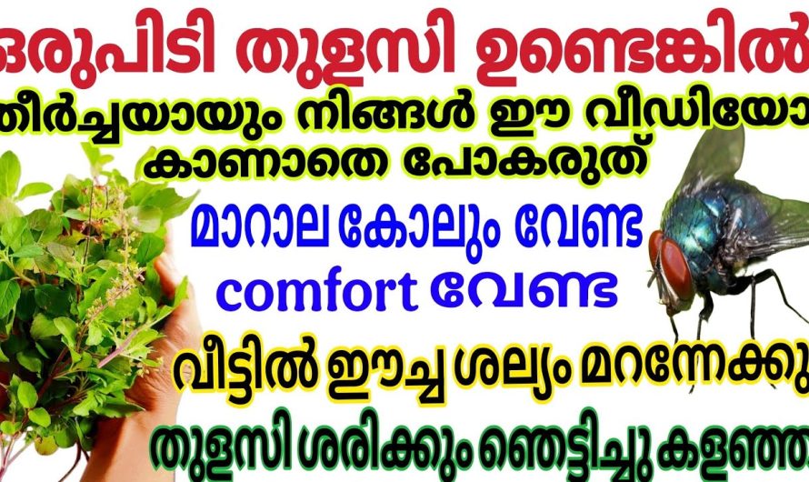 വീട്ടിൽ തുളസിച്ചെടി ഉള്ളവർ ഈ ഒരു വീഡിയോ കാണാതെ പോകരുത്..