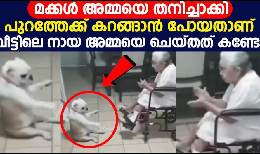 വയസ്സായ മുത്തശ്ശിയുടെ പാട്ടിൻറെ ഒപ്പം ഈ നായക്കുട്ടി ചെയ്യുന്നത് കണ്ടോ..