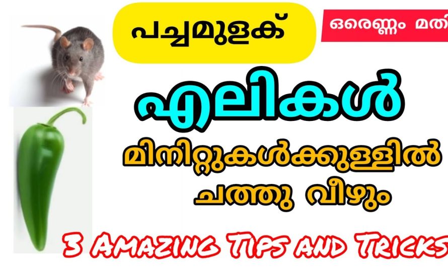 വീട്ടിൽ എലിശല്യം കാരണം ബുദ്ധിമുട്ടുന്നവരാണ് നിങ്ങളെങ്കിൽ ഈ ഇൻഫർമേഷൻ അറിയാതെ പോകരുത്…