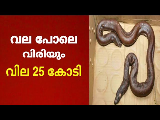 ഇരുതലയുള്ള വിചിത്രമായ പാമ്പിനെ കോടതിയിൽ ഹാജരാക്കിയ നാട്ടുകാർ…