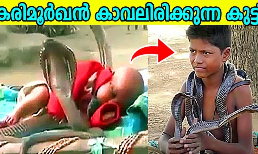 സാഹസികമായ ഘട്ടങ്ങളിൽ സൂപ്പർ ഹീറോ ആയി മാറിയ ചില മനുഷ്യരെ കുറിച്ച് മനസ്സിലാക്കാം…