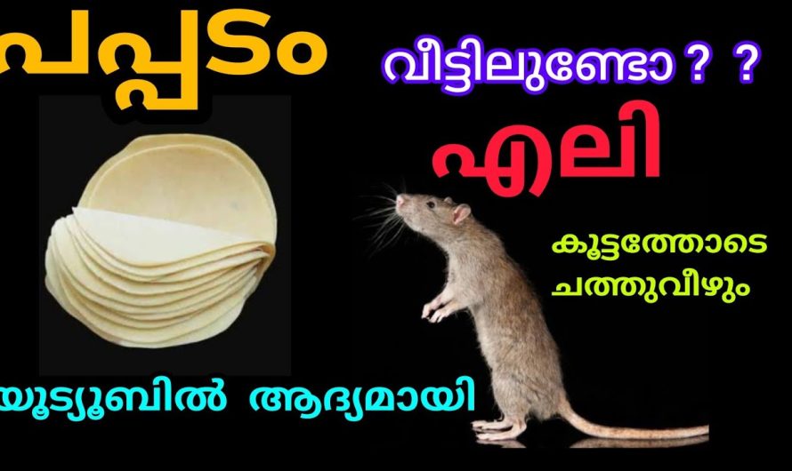 വീട്ടിൽ എലിശല്യം കാരണം ബുദ്ധിമുട്ട് അനുഭവിക്കുന്നവരാണ് നിങ്ങളെങ്കിൽ ഈ വീഡിയോ കാണാതെ പോകരുത്…