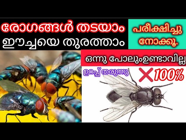 ഈ ഒരു ടിപ്സ് ചെയ്താൽ മതി ഈച്ചകളെ പൂർണമായും വീട്ടിൽ നിന്ന് തുരത്താം…