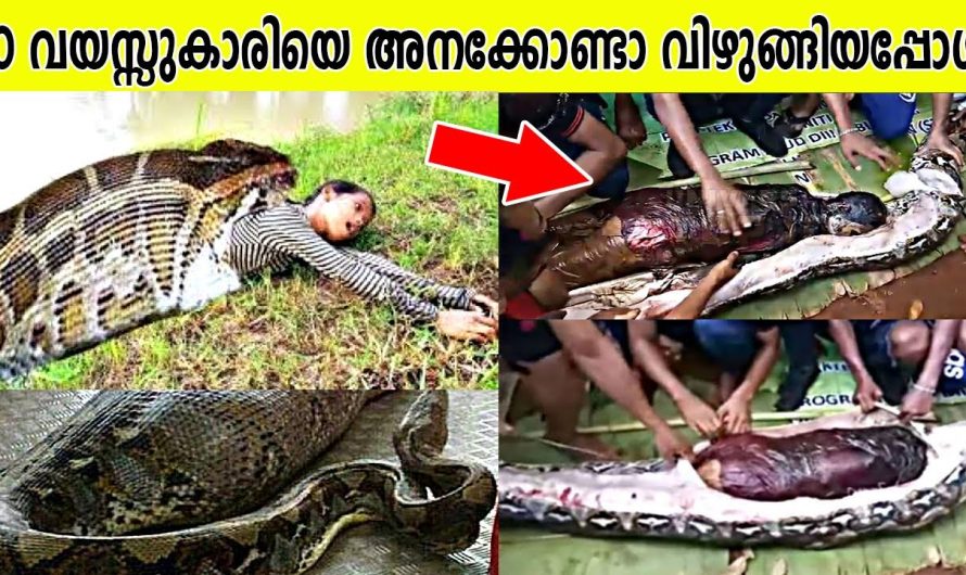 ലോകത്തിലെ തന്നെ വ്യത്യസ്തമായ 10 പാമ്പുകളെ കുറിച്ച് പരിചയപ്പെടാം..