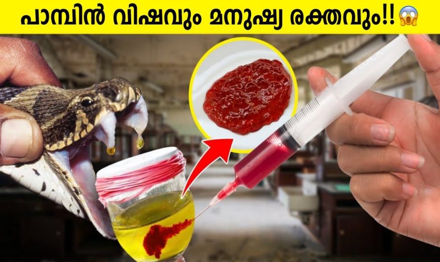 മനുഷ്യ ശരീരത്തിൽ പാമ്പിൻറെ വിഷം എത്തിക്കഴിഞ്ഞാൽ എന്താണ് സംഭവിക്കുന്നത്…