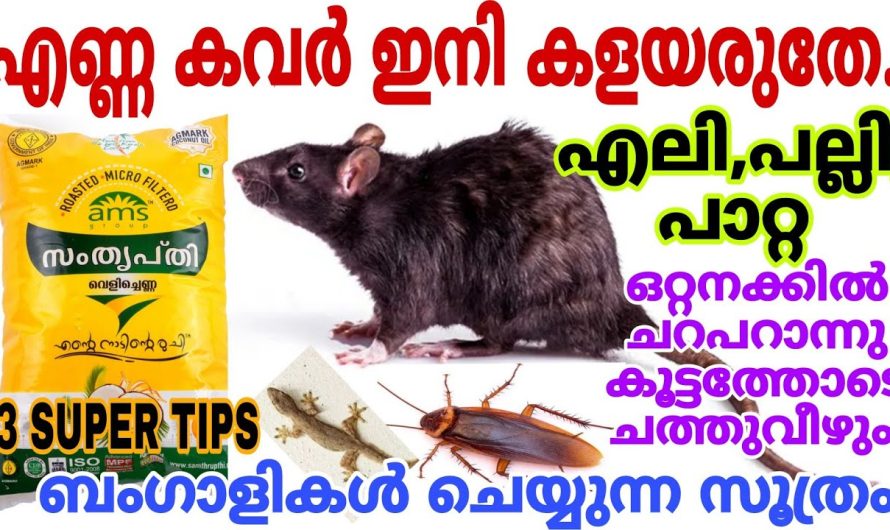 എലി ശല്യങ്ങൾ പാറ്റ ശല്യവും ഇല്ലാതാക്കാൻ സഹായിക്കുന്ന കിടിലൻ മൂന്ന് ടിപ്സുകൾ പരിചയപ്പെടാം.