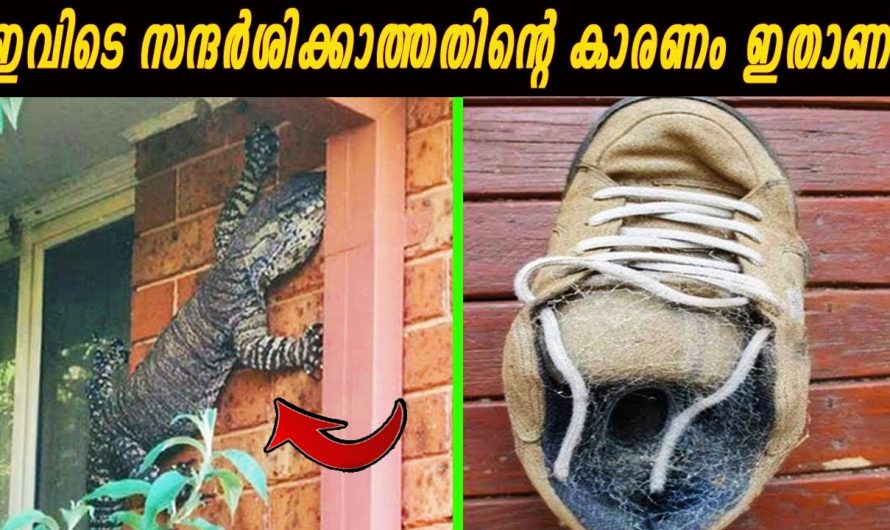 രാജ്യവും ഭൂഖണ്ഡവും ആയ ഓസ്ട്രേലിയയുടെ ചില പ്രത്യേക വിശേഷങ്ങളെക്കുറിച്ച് മനസ്സിലാക്കാം…