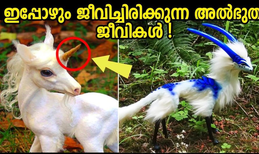 ഇതുവരെയും മനുഷ്യർ കണ്ടിട്ടില്ലാത്ത ഭൂമിയിലെ ജന്തുജാലങ്ങൾ…