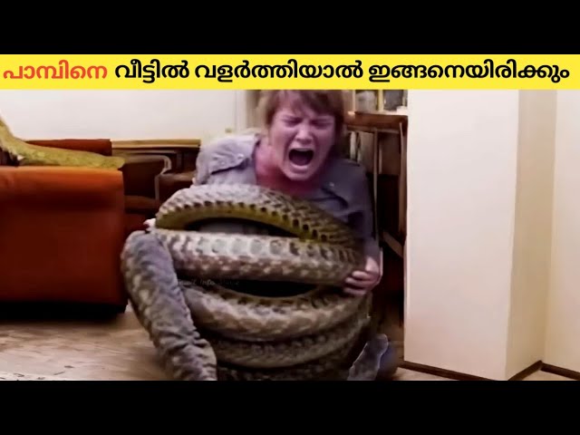 അപകടകാരികളായ ജീവികളെ വീട്ടിൽ വളർത്തുന്നവരുടെ ശ്രദ്ധയ്ക്ക്…