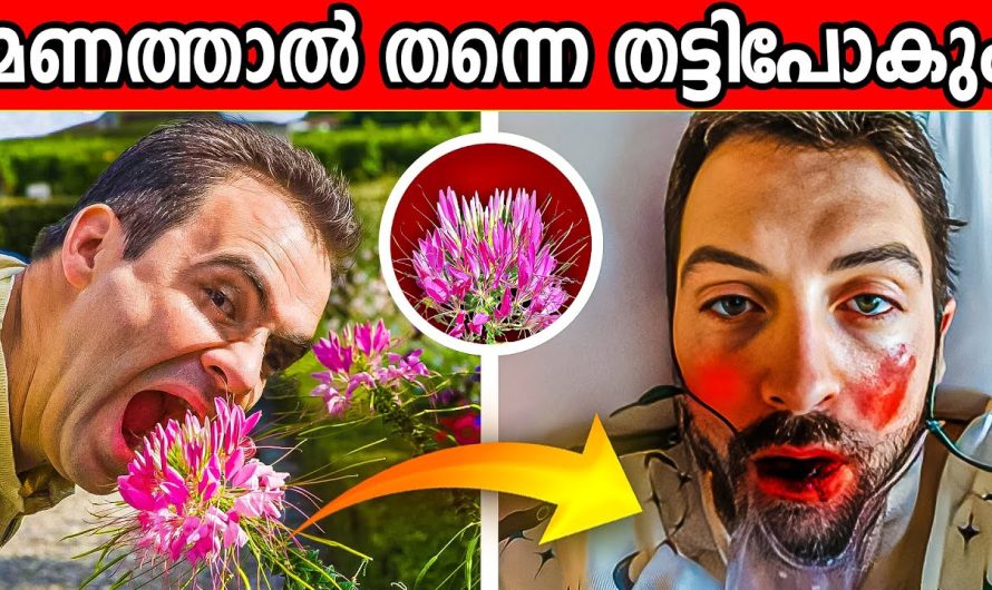 ലോകത്തിലെ തന്നെ ഏറ്റവും വിഷം നിറഞ്ഞ 10 പൂക്കളെ കുറിച്ച് പരിചയപ്പെടാം..