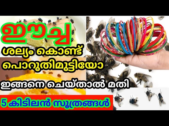 വീട്ടിൽ ഉണ്ടാകുന്ന ഈച്ച ശല്യം ഇനി നമുക്ക് സിമ്പിൾ ആയിട്ട് മാറ്റിയെടുക്കാം..