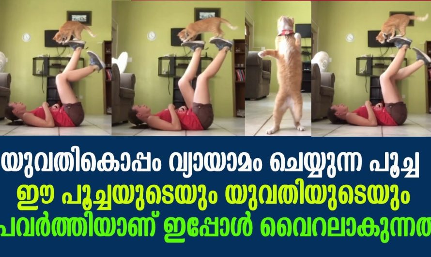 ഇപ്പോൾ സോഷ്യൽ മീഡിയയിൽ വൈറലാകുന്നത് വ്യായാമം ചെയ്യുന്ന ഒരു പൂച്ചയാണ്.
