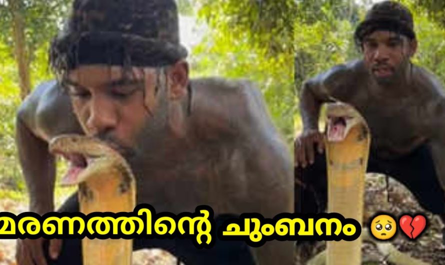 പാമ്പുകളിൽ തന്നെ ഏറ്റവും കൂടുതൽ വിഷമുള്ള രാജവെമ്പാലയെ കുറിച്ച് അറിയാം…