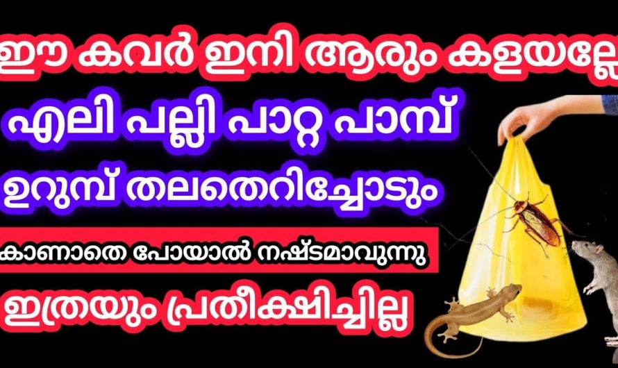 എലി പെരുച്ചാഴി എന്നിവയുടെ ശല്യം ഒറ്റ ദിവസം കൊണ്ട് തന്നെ ഇല്ലാതാക്കാം…