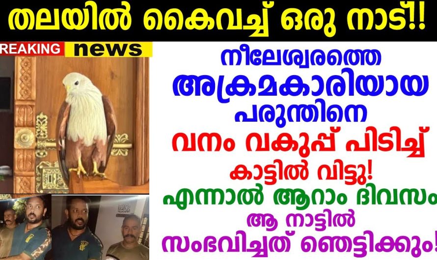 ഒരു നാട്ടിലെ മുഴുവൻ നാട്ടുകാരെയും പരുന്ത് ആക്രമിച്ച കഥ..