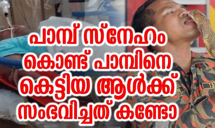 പാമ്പ് സ്‌നേഹം കൊണ്ട് പാമ്പിനെ കെട്ടിയ ആൾക്ക് സംഭവിച്ചത് കണ്ടോ