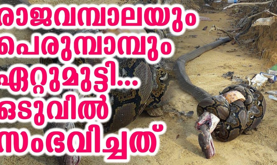 രാജവമ്പാലയും പെരുമ്പാമ്പും ഏറ്റുമുട്ടി ഒടുവിൽ സംഭവിച്ചത്