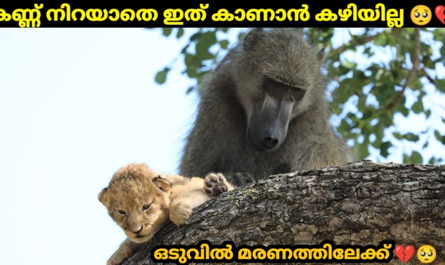 കാട്ടിലെ രാജാവായ സിംഹത്തിന്റെ കുട്ടികളെ മോഷ്ടിക്കുന്ന മൃഗങ്ങൾ..