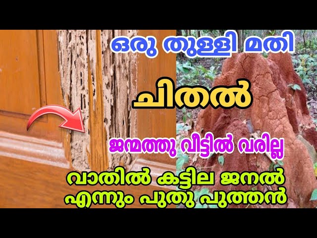 വീട്ടിൽ ഉണ്ടാകുന്ന ചിതൽ ശല്യം നിമിഷനേരം കൊണ്ട് തന്നെ ഇല്ലാതാക്കാം..