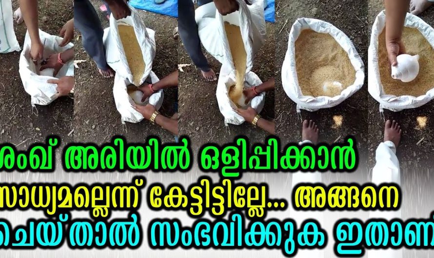 ശംഖ് അരിയിൽ ഒളിപ്പിക്കാൻ സാധ്യമല്ലെന്ന് കേട്ടിട്ടില്ലേ അത് ചെയ്‌താൽ സംഭവിക്കുക ഇതാണ്