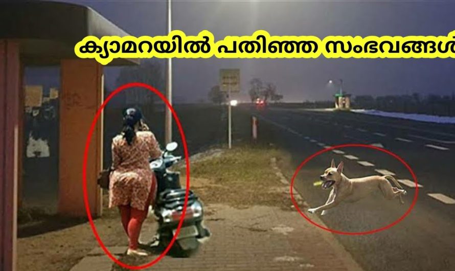 മനുഷ്യരെ അപകടകരമായ സാഹചര്യങ്ങളിൽ നിന്നും രക്ഷിച്ച മൃഗങ്ങൾ…